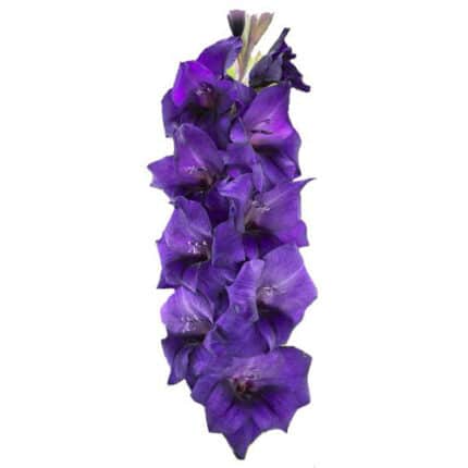 Glad Purple cal.