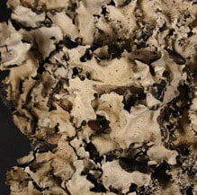 MOSS BLACK LICHEN