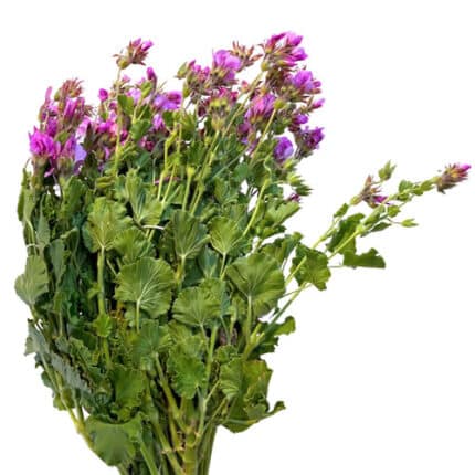 Geranium Scented Purple Paradi