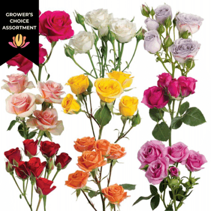 RoseSpray Asst(10case) rfi