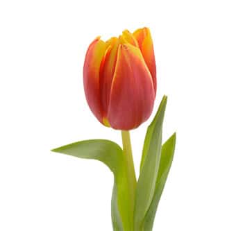 Tulip Org Yellow canada