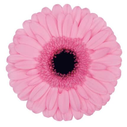 Gerber Pink Sensation can.