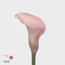 Calla TotalTouch holl(pk)