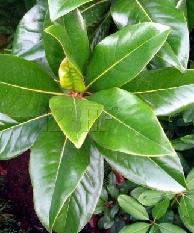 English Laurel green