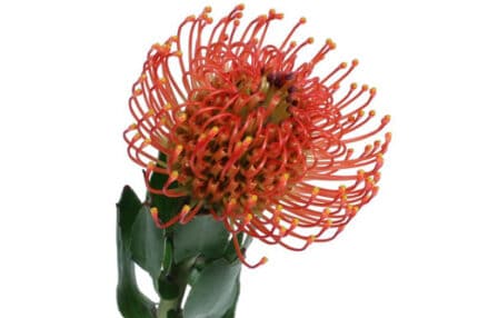 Pins Org Sunrise splendor(STEM