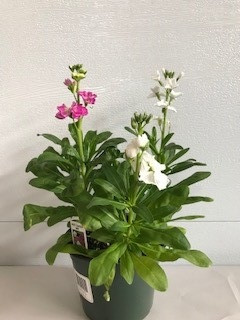 6" POTTED STOCK PLANT