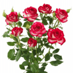 Rose Sedna tessa