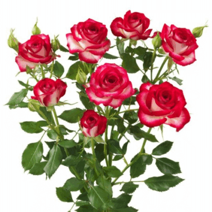 Rose Sedna tessa