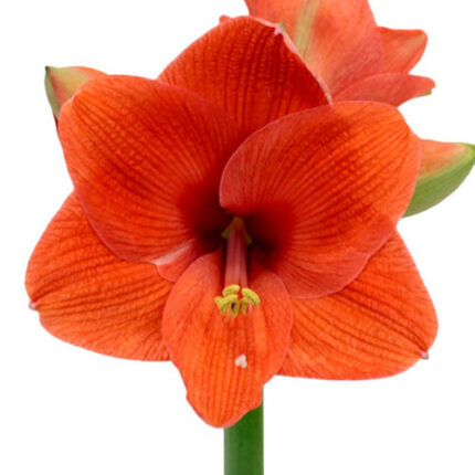 Amaryllis Desire holl(STEM)