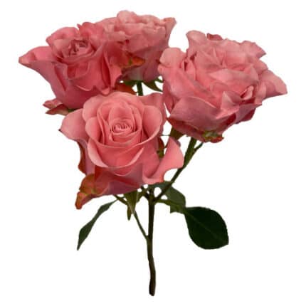 RoseSpray Gdn Valentina florec