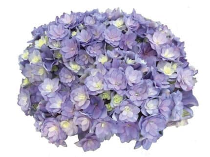 Hydrangea Luxor Lavender chile