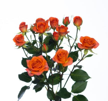 RoseSpray Babe Org trilogy