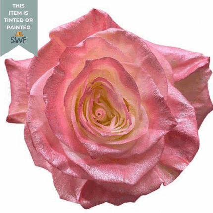 Rose Cuddle 50 florecal