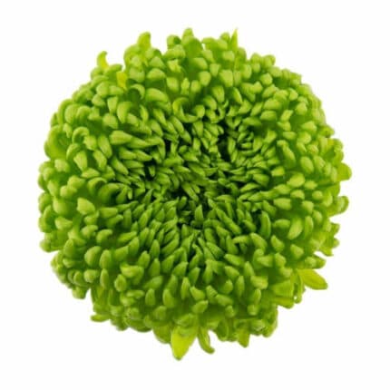 Mum Disbud Green Alemani bella