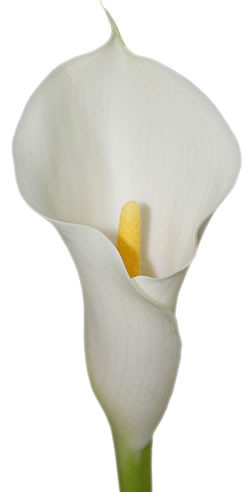 Calla CaptRialto holl(wht)