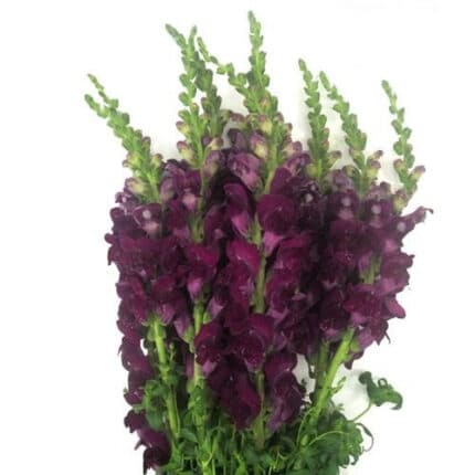 SNAPS purple ufd