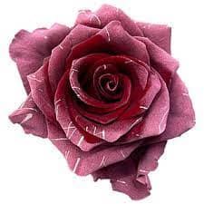 Rose T Mammia Mia 60cm floreca
