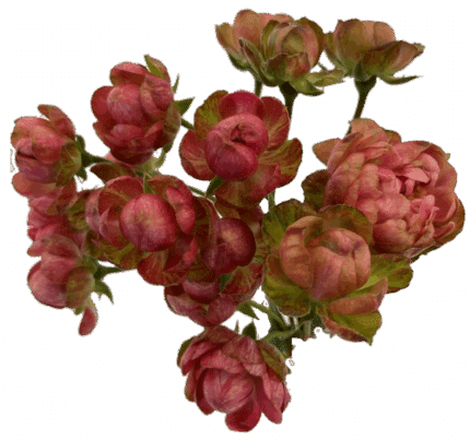 Rose Garden Princess Pinku fresca