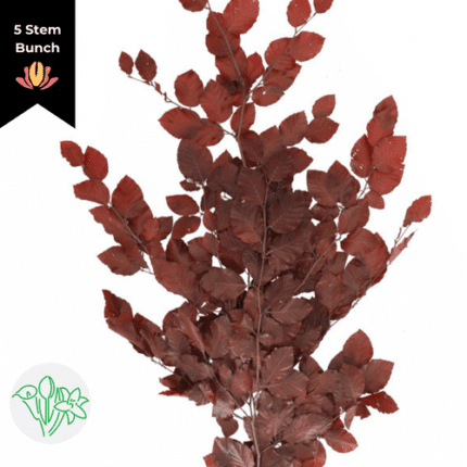 Dried Copperbeech Preserved Red holex