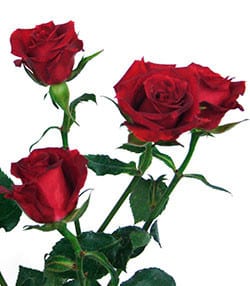 RoseSpray DeepRed holl