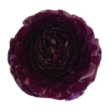 Ranunculus Purple gdns