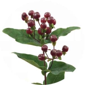 Hypericum Burgundy Magical Wine