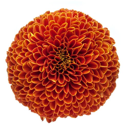 f23fa137-c64a-4609-8d0f-602ca83a147d.jpg Mum Disbud Ball Paldov Dk Brz - Image 1