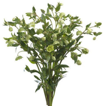 Helleborus Oriental Green chil