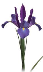 Iris Telestar Groot - Image 2
