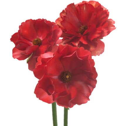 Ranunculus Butterfly Hades chile