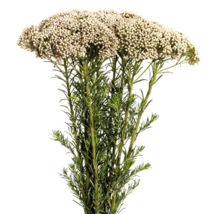 Riceflower White fbi