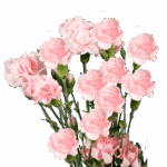 CarnMini Pink golden