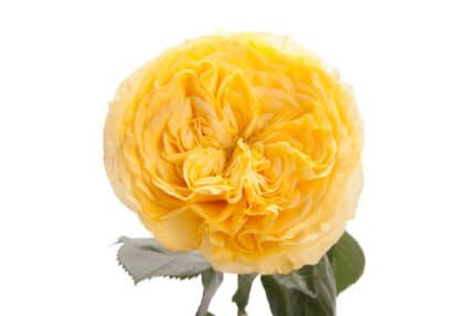 Rose Yellow Finess 50cm qual