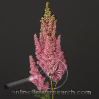 ASTILBE md pink holl