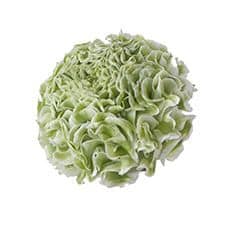Ranunculus PonPon Silente holl