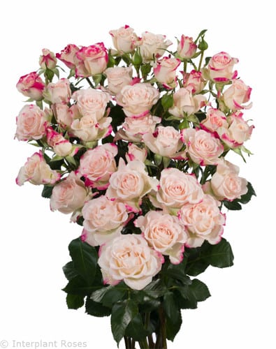 RoseSpray Reflex gdns