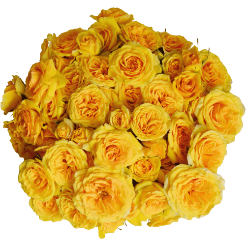 f293372b-6825-43d3-b88f-c1a4c2be53b5.png RoseSpray Gdn Paradise floreca - Image 1