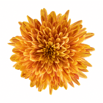 Mum Cremon Sunfire bmark