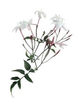 Jasmine White holl