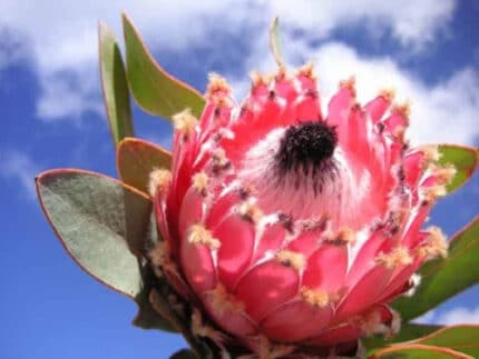Protea Barbigera Ruby Princess holl