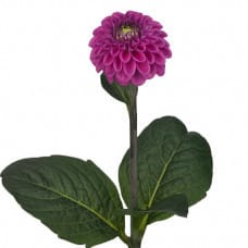 Dahlia Ht Pink hilltop