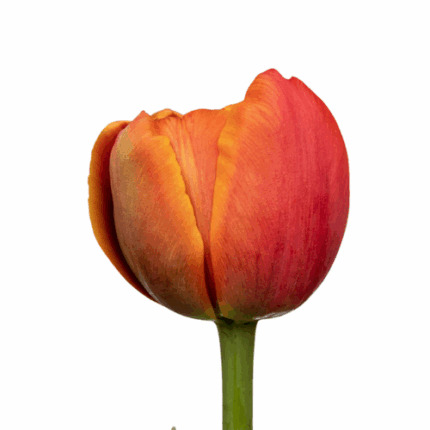 Tulip Icoon canada