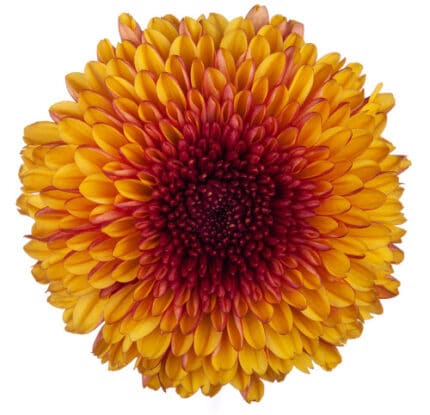 Mum Disbud Ball Bronze bmark