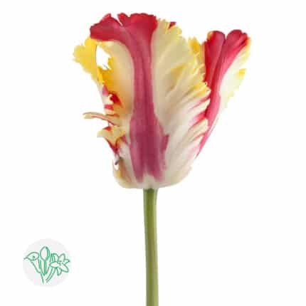 Tulip French Flaming Parrot ho