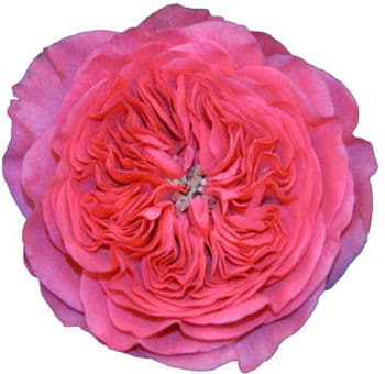 Rose Grdn Baronesse (12stm) rio