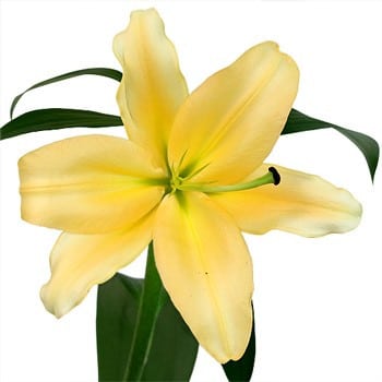Lily Corcovado florisol 4bl