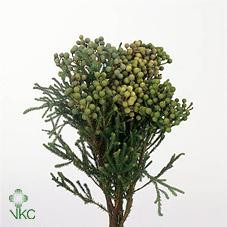 Berzelia Abratanoides bella