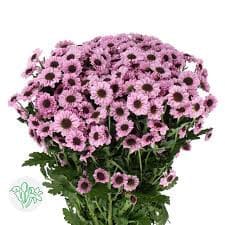 Pom Daisy Ying Yang Pink gardens