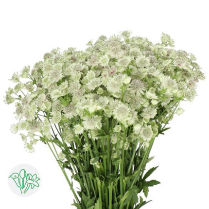 Astrantia Billion Star 50cm ho
