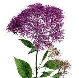 Trachelium Violet esm xtra